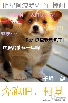 柯基犬的全面介绍